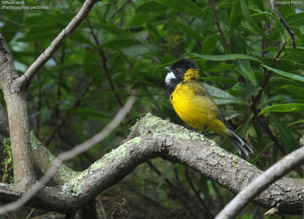 Australian Golden Whistler