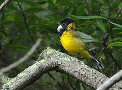 Australian Golden Whistler