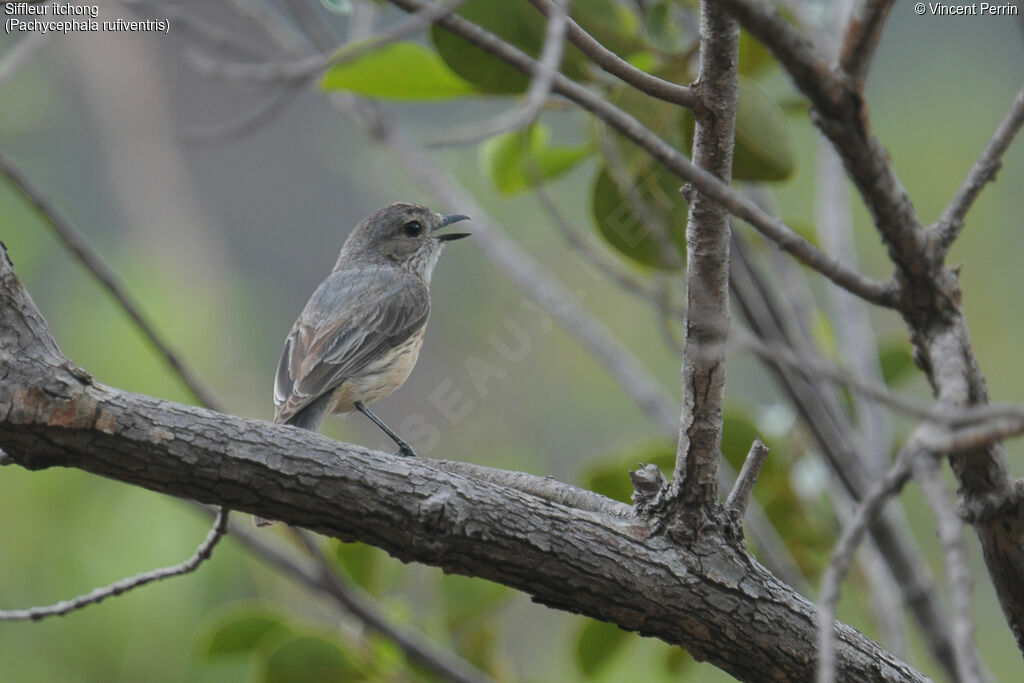 Rufous Whistler female adult