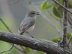 Rufous Whistler