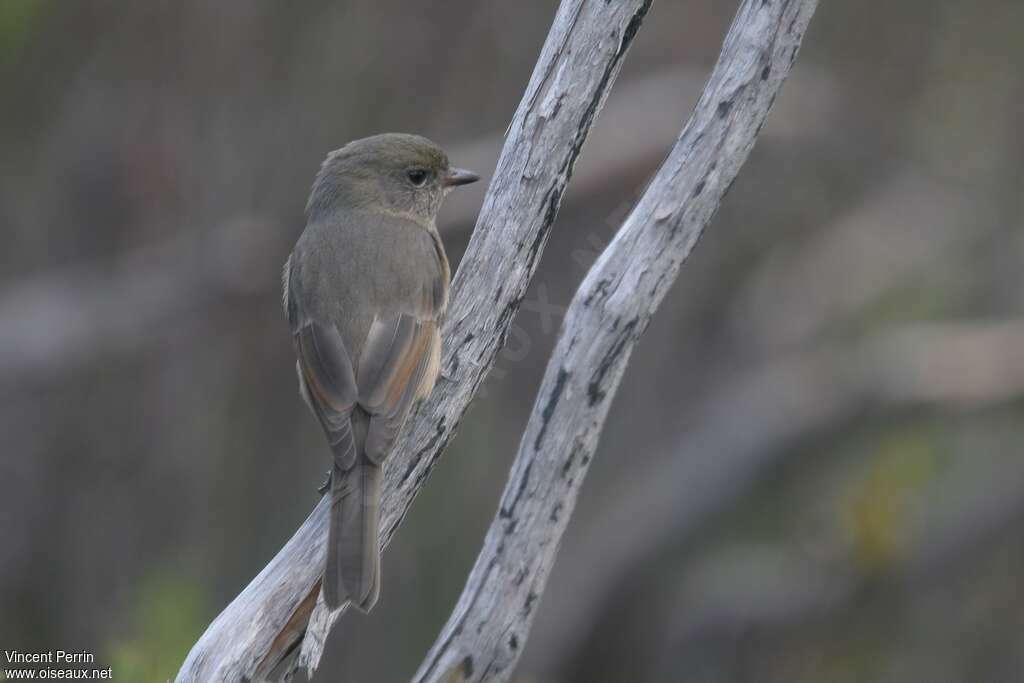 Western Whistler female