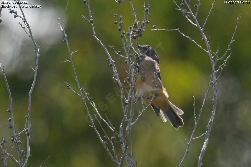 Western Whistler female