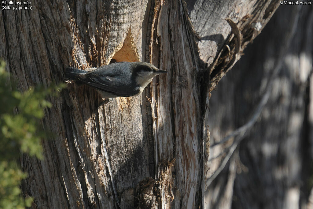 Pygmy Nuthatchadult