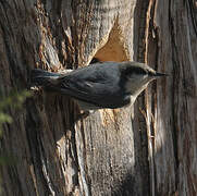 Pygmy Nuthatch