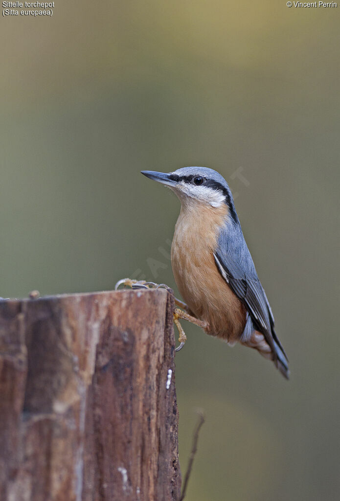 Eurasian Nuthatch