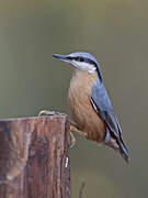 Eurasian Nuthatch