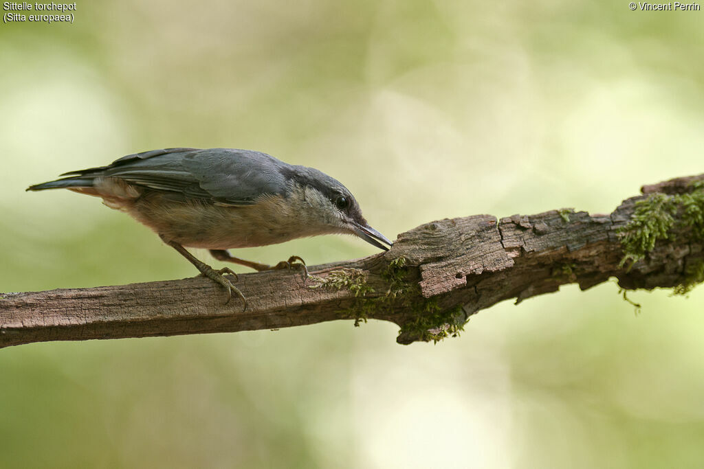 Eurasian Nuthatch