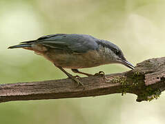 Eurasian Nuthatch