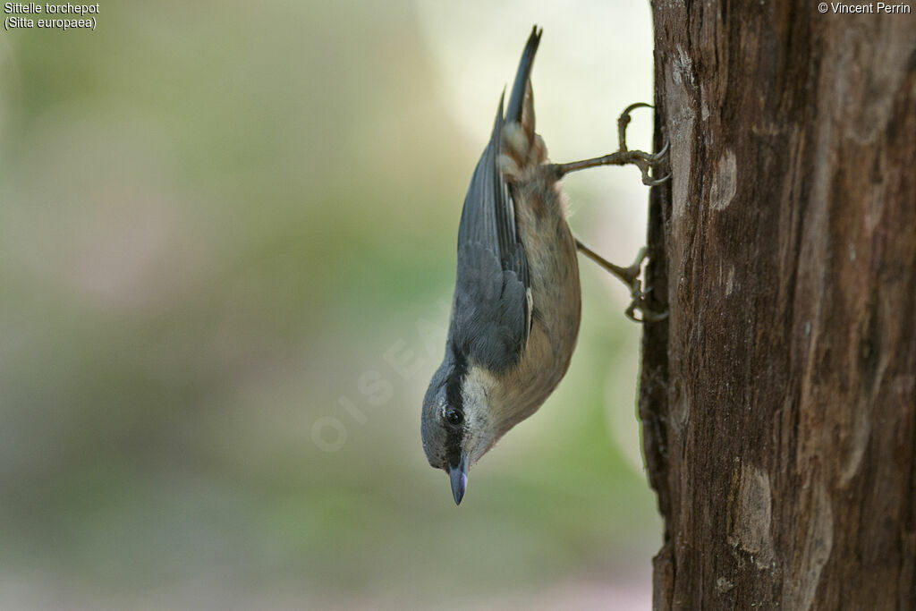 Eurasian Nuthatch