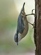 Eurasian Nuthatch