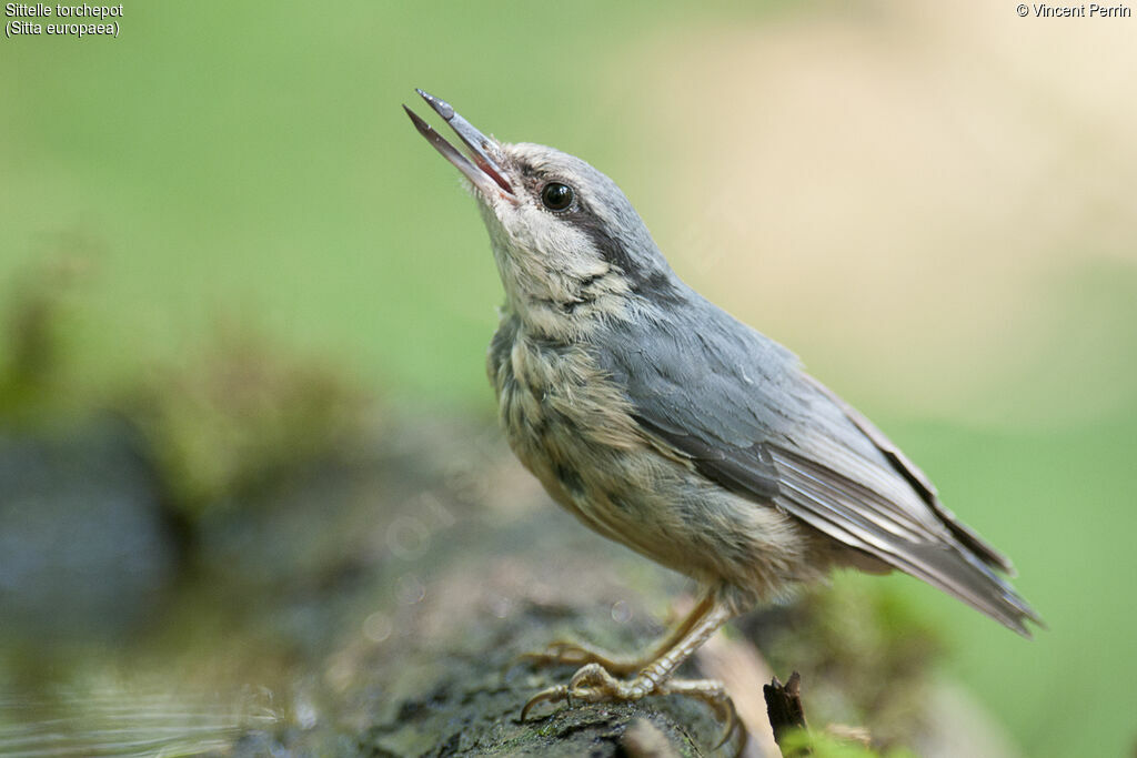 Eurasian Nuthatch, drinks