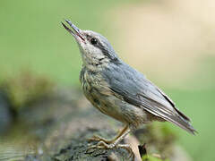 Eurasian Nuthatch