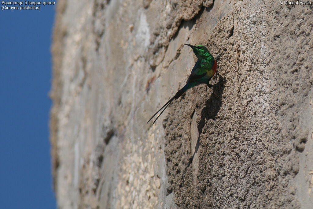 Beautiful Sunbird