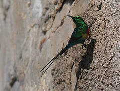 Beautiful Sunbird