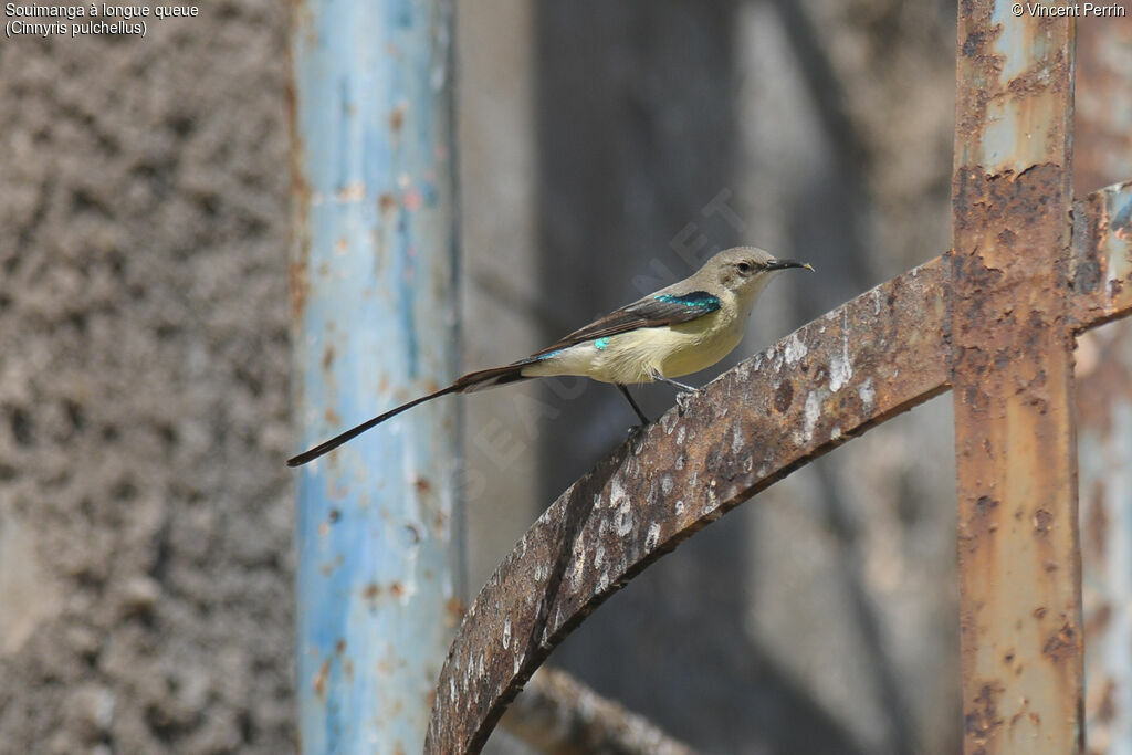 Beautiful Sunbird