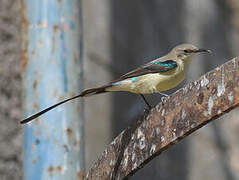 Beautiful Sunbird