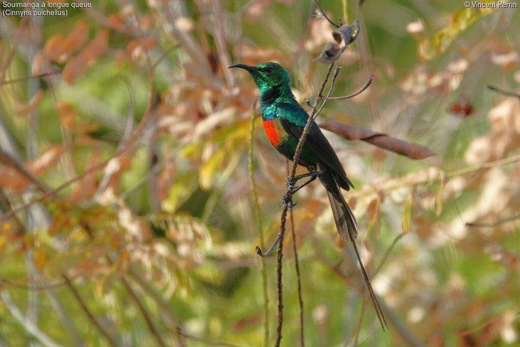 Beautiful Sunbird male adult, close-up portrait