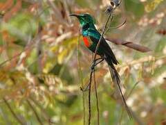 Beautiful Sunbird