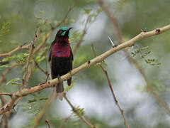 Scarlet-chested Sunbird