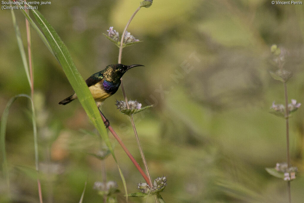 Variable Sunbird male adult