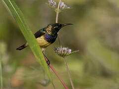 Variable Sunbird