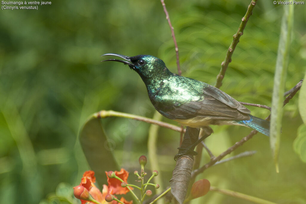 Variable Sunbird, close-up portrait