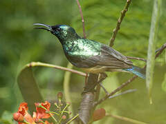 Variable Sunbird