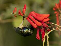 Variable Sunbird