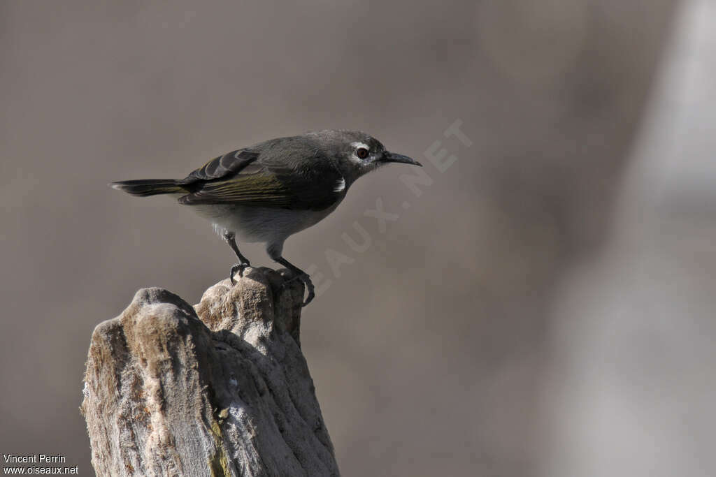 Mangrove Sunbird, eats