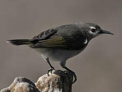 Mangrove Sunbird