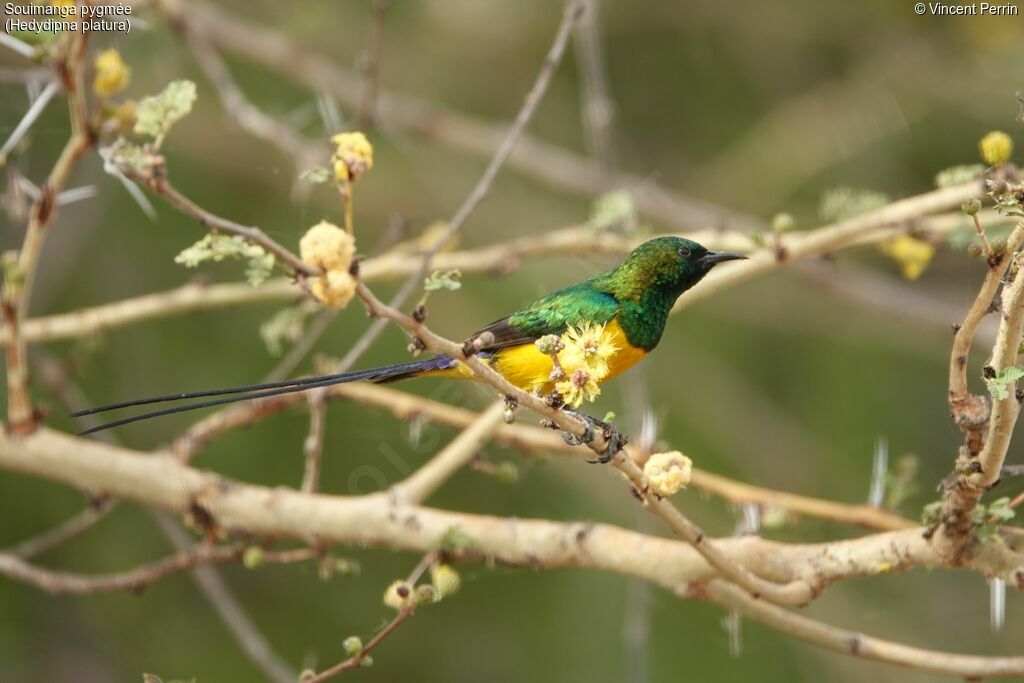 Pygmy Sunbird male adult breeding, eats