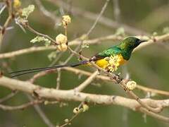 Pygmy Sunbird