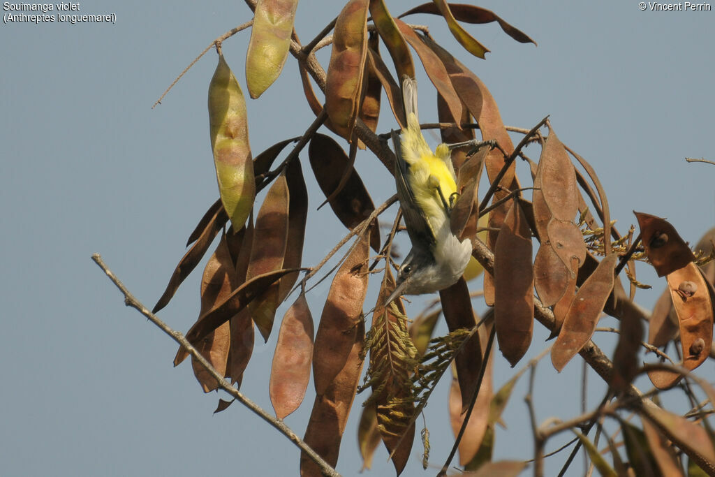 Western Violet-backed Sunbird female