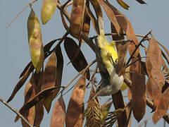 Western Violet-backed Sunbird