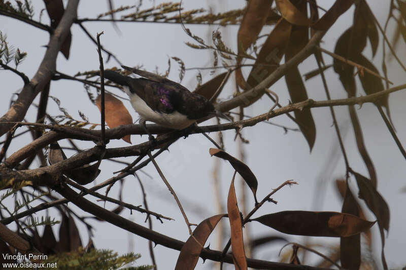 Souimanga violet mâle adulte, identification