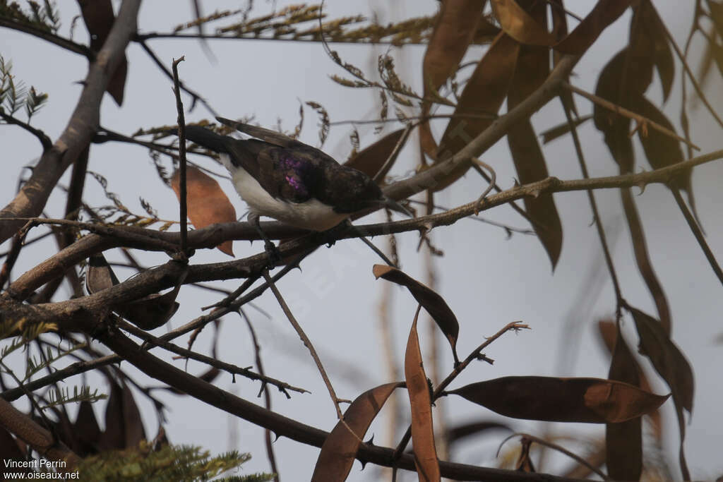 Souimanga violet mâle adulte, identification