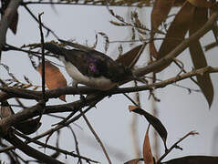 Western Violet-backed Sunbird