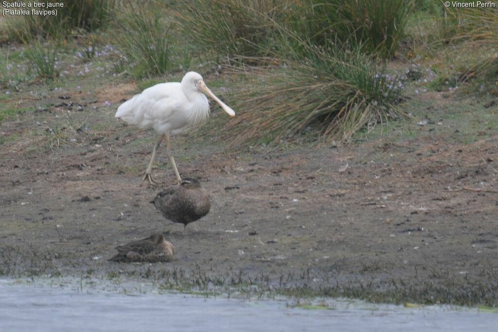 Yellow-billed Spoonbill