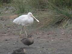 Yellow-billed Spoonbill