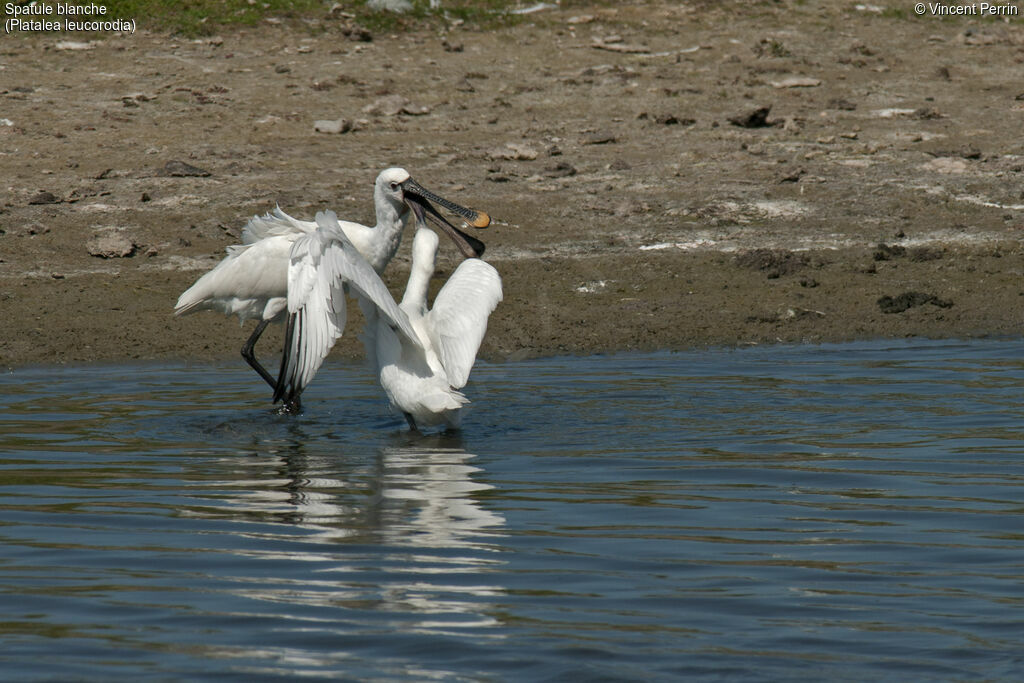 Eurasian Spoonbill