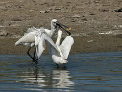 Eurasian Spoonbill