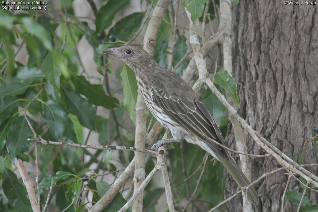 Australasian Figbird