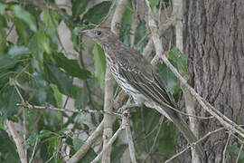 Australasian Figbird