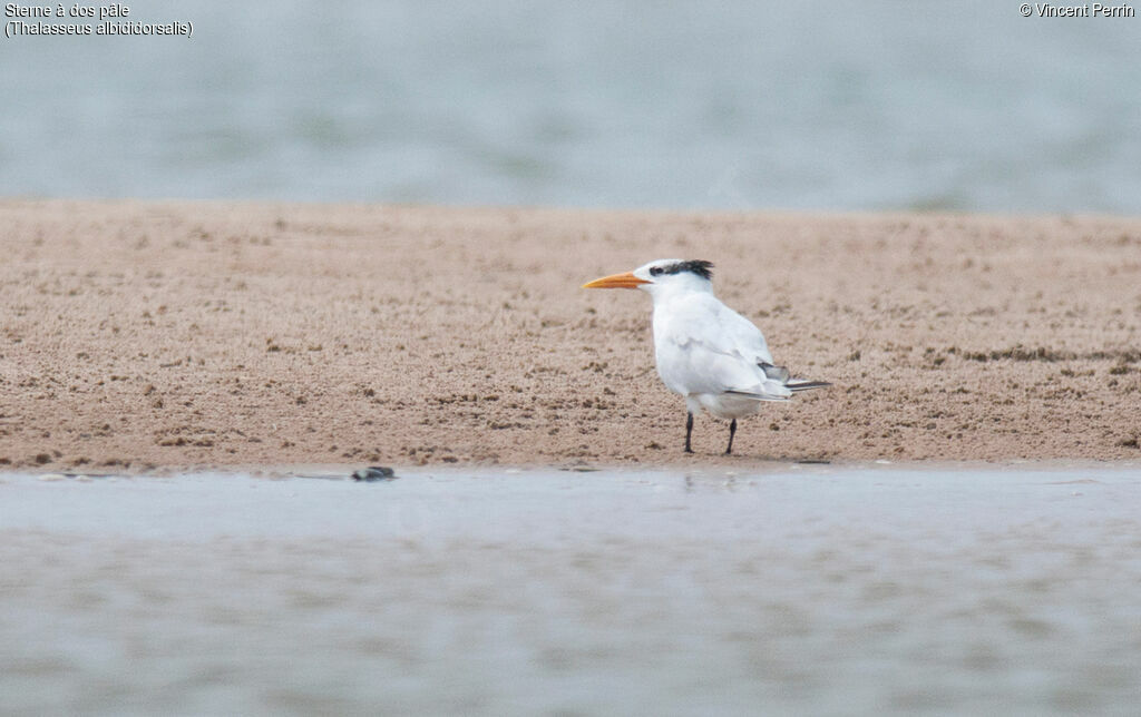 West African Crested Tern