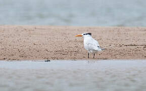 West African Crested Tern