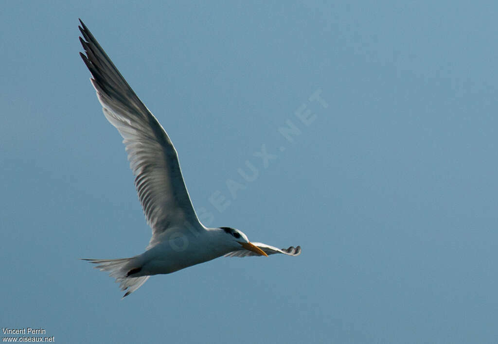 West African Crested Tern