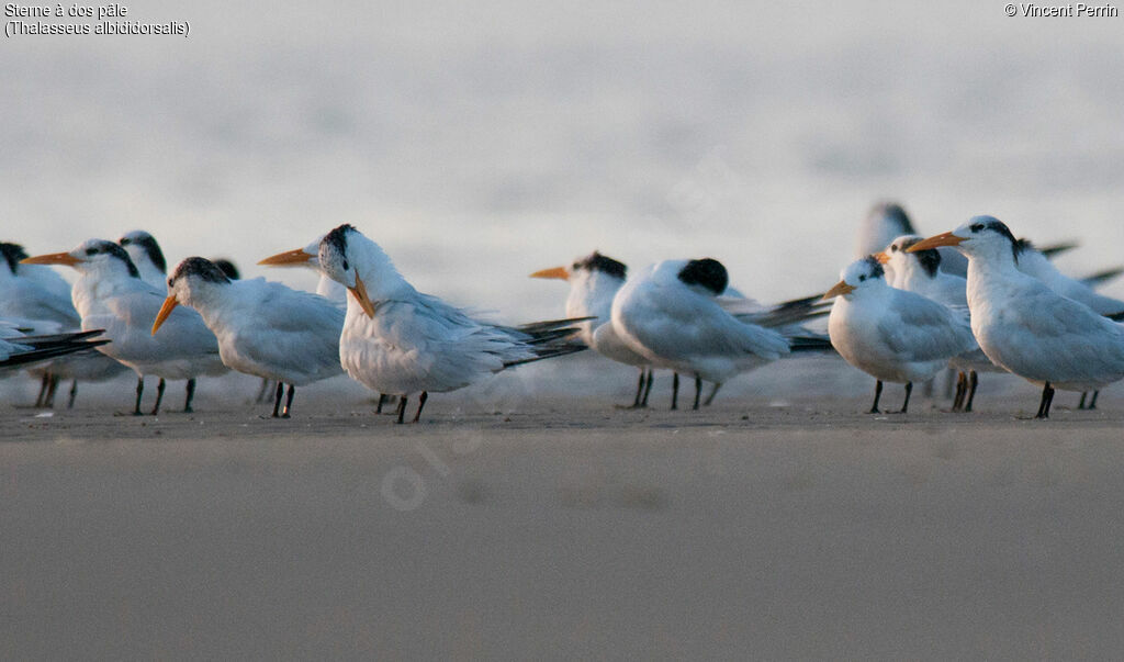 West African Crested Tern