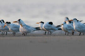 West African Crested Tern