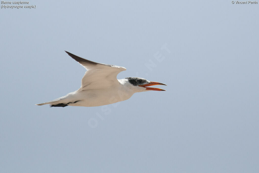 Caspian Tern