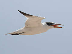 Caspian Tern